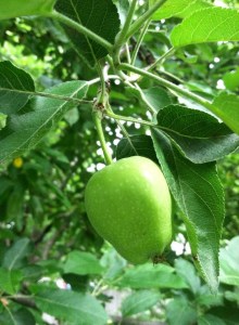 garden-apple