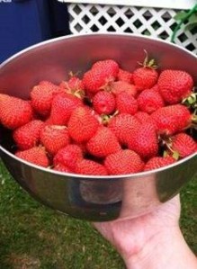 strawberries